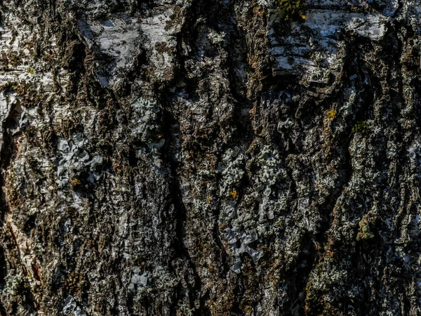 Безшовна Текстура Кори Дерева Круто Шпалер Або Фону Макро Фото — стокове фото