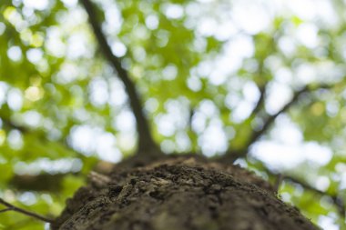 Ağaç yeşil yaprakları ve güneş ışığı ile. Alt görünümü arka plan