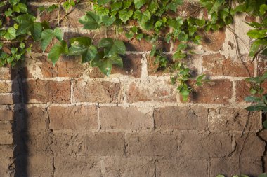 tuğla duvar doku yeşil sarmaşık sarmaşık ile kaplı