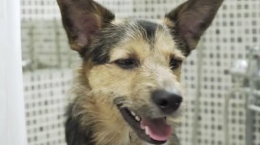 Bir Alman köpeği banyoda duruyor ve gülümsüyor.