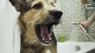 Bir Alman köpeği banyoda duruyor ve gülümsüyor.