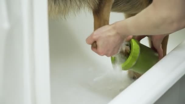 Las patas del perro se lavan después de un paseo — Vídeo de stock