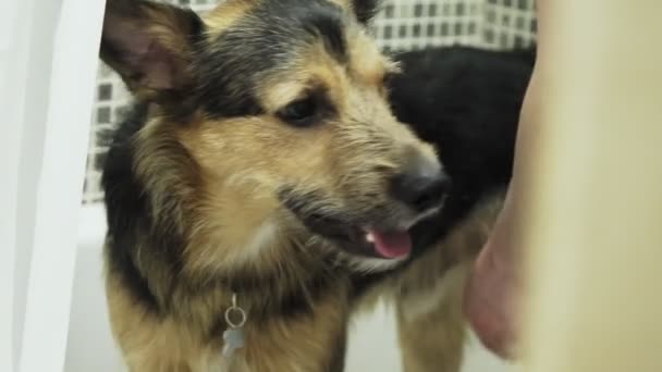 Een hond van ras Duitse herder staat in de badkamer en glimlacht — Stockvideo