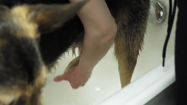 Молодая европейская девушка выжимает воду из лап своей собаки — стоковое видео