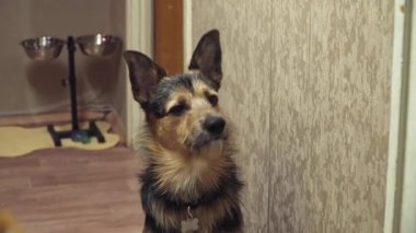 Siyah köpek evin sahibini bekliyor.