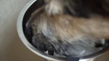 Siyah köpek evdeki kasesinden yemek yiyor.