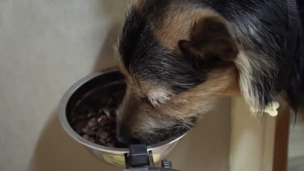 Perro negro comiendo comida de su tazón en casa — Vídeos de Stock