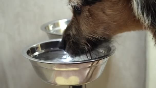 Черная собака пьет воду из своей миски дома — стоковое видео