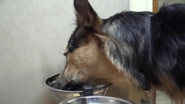 Svart hund spiser mat fra skålen hjemme – stockvideo