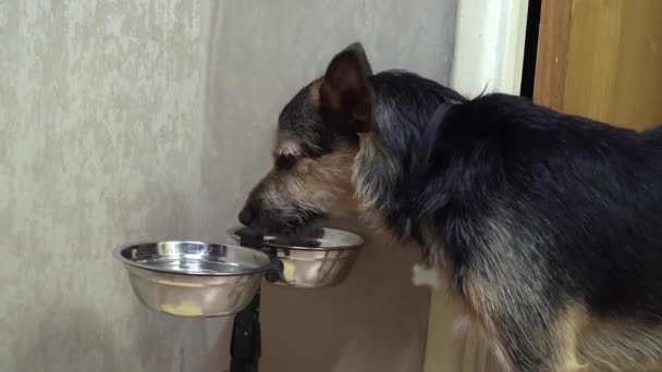 Черная собака ест еду из своей миски дома — стоковое видео