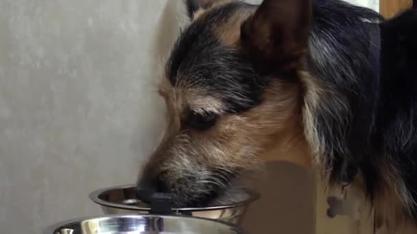 Zwarte hond eten van voedsel uit zijn kom thuis — Stockvideo