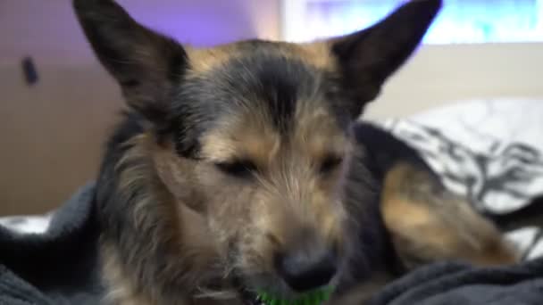 Um cão preto encontra-se na cama e joga com uma bola verde — Vídeo de Stock