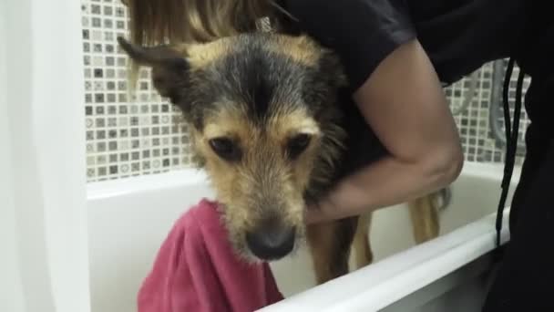 Собака породы немецкая овчарка стоит в ванной и улыбается — стоковое видео