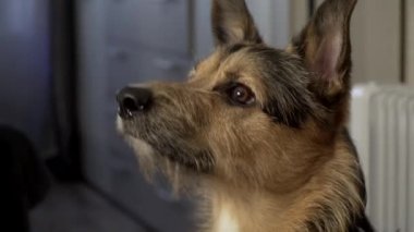 Alman çoban köpeği sahibinin emriyle havlar.