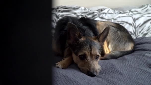 The german shepherd is lying on the bed — Stock Video