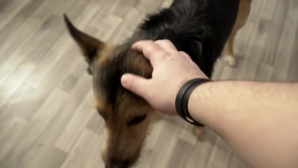 Ein Schäferhund wird hinters Ohr gekratzt — Stockvideo