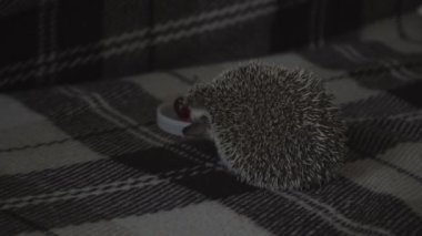 Ev dekoratif kirpisi topun içinde kıvrılmış.