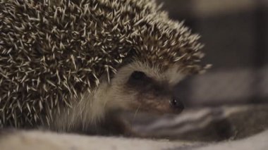 Ev dekoratif kirpisi topun içinde kıvrılmış.