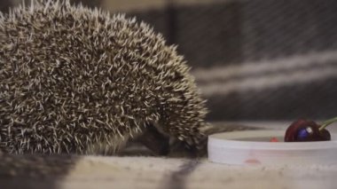 Ev dekoratif kirpisi topun içinde kıvrılmış.