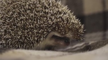 Ev dekoratif kirpisi topun içinde kıvrılmış.