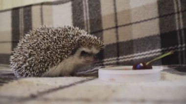 Ev dekoratif kirpisi topun içinde kıvrılmış.