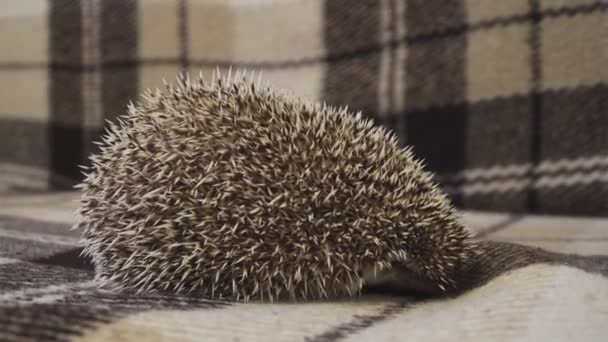 Home decorative hedgehog curled up in a ball — Stock Video