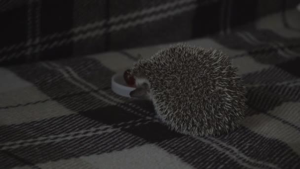 Home decorative hedgehog curled up in a ball — Video Stock