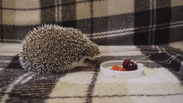 Deko-Igel zu Hause in einer Kugel zusammengerollt — Stockvideo