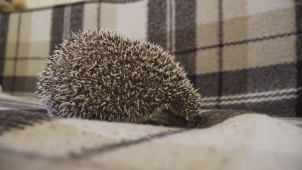 Home decorative hedgehog curled up in a ball — Video Stock