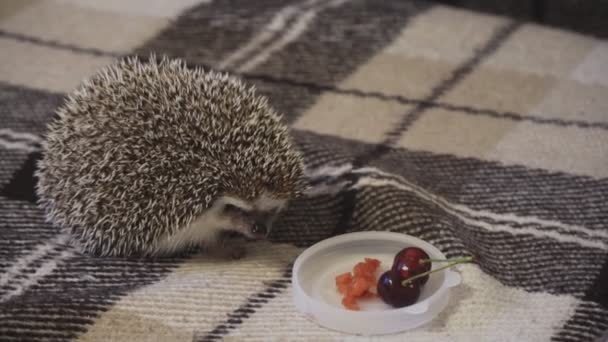 Home decorative hedgehog curled up in a ball — Video Stock