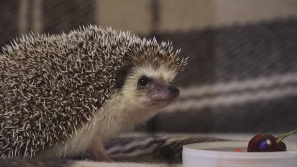 Home decorative hedgehog curled up in a ball — Vídeo de Stock