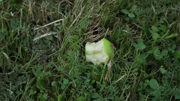 A bitten off apple lies in the grass — Stock Video