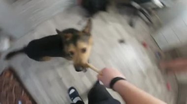 Genç siyah bir köpek, sahibine destek olur.