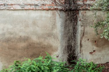 Tuğla ve beton duvarda kesilmiş sarmaşıkların izleri