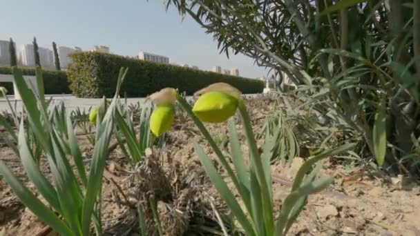 Wide angle shot of summer flowers and blue sky — Stock Video