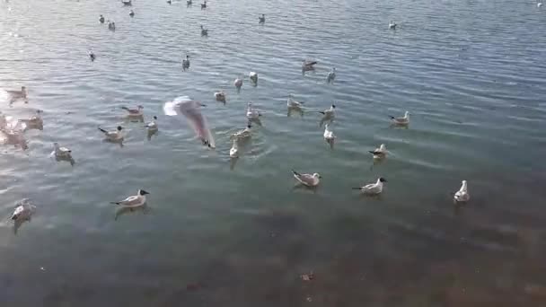 A group of segulls turning flying over the sea — Stock Video