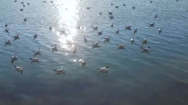 Güneşli günün güzel doğası ve yüzen martılar