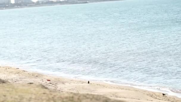 Seaside landscape with birds. Blue sea and calm waves. — Stock Video