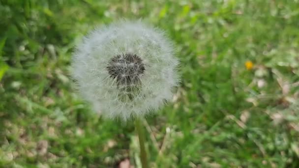 Fragile white dandelion blossom gets blown away by the spring wind — Stock Video