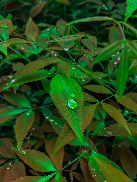 Hoja verde con gotas de agua hermosa vista — Foto de Stock
