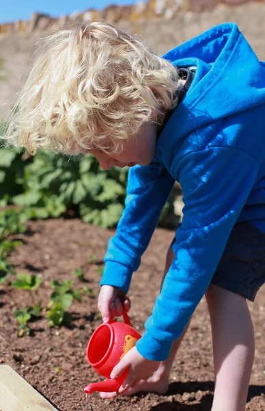 Blonde haired boy watering seeds — Stock Photo, Image