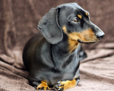 Black and Tan daschund