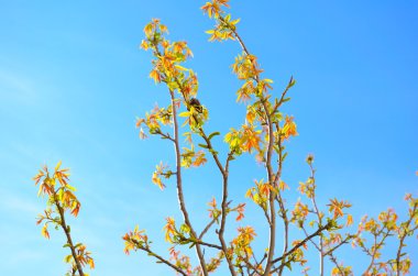 Genç ceviz dalları