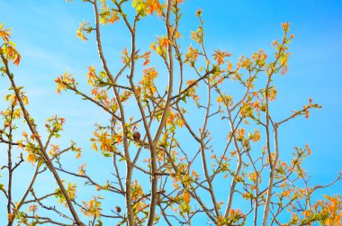 Genç ceviz dalları