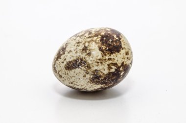 Benekli bıldırcın yumurtası