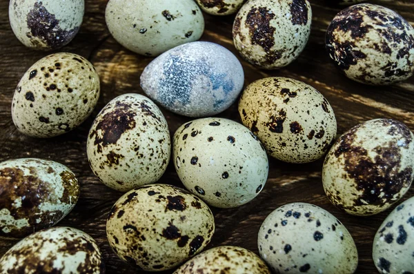 Huevos de codorniz moteados — Foto de Stock