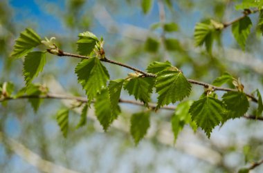 Huş ağacı yaprakları yeşil
