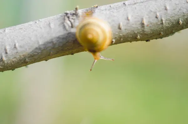 Snail on tree branch — Stock Photo, Image