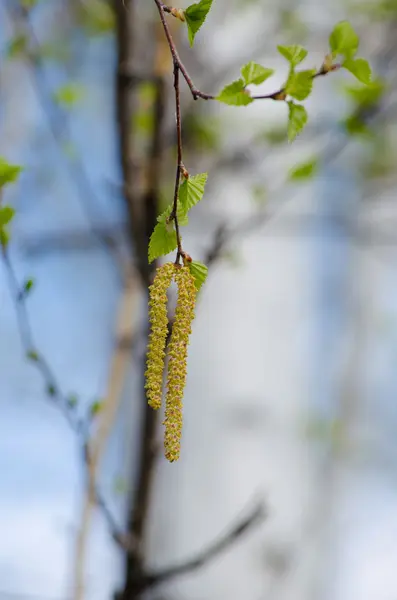 Hanging birch catkins — Stock Photo, Image