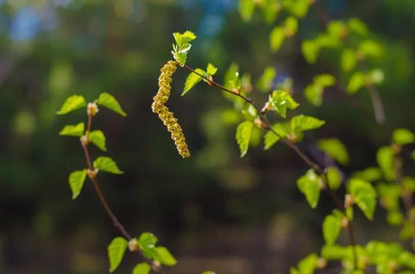 Hanging birch catkins — Stock Photo, Image